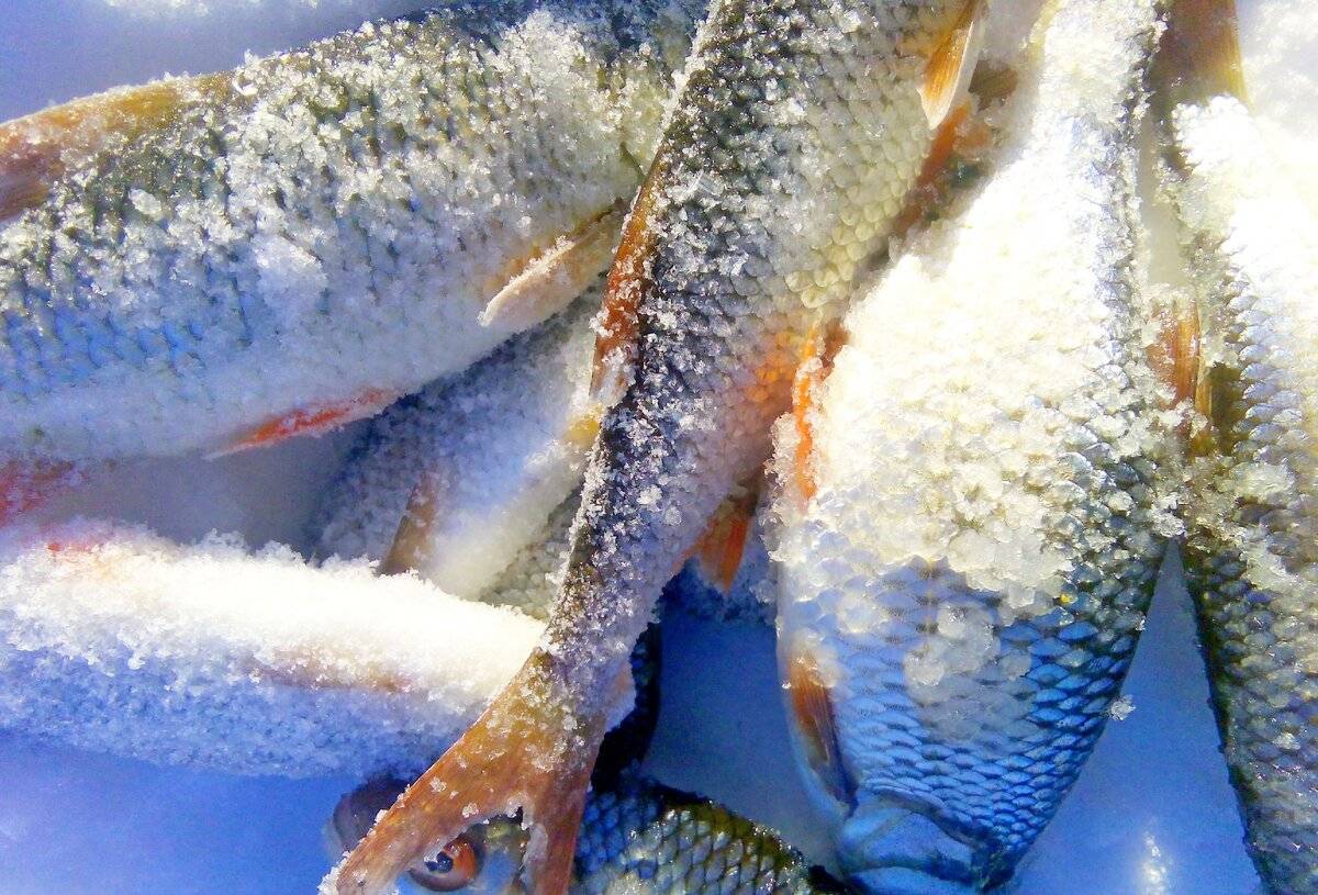 Ловля щуки осенью: премудрости рыбалки по холодной воде