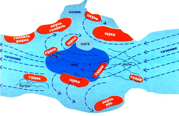 Щука, образ жизни, повадки и факты