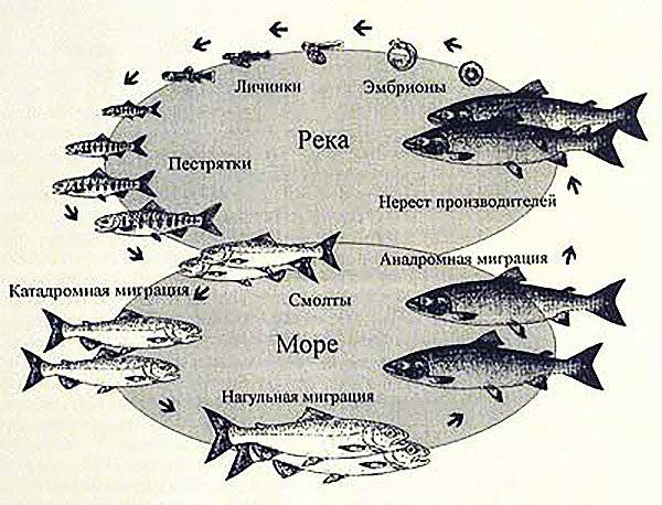 Судак рыба: как выглядит, где водится, когда нерест судака