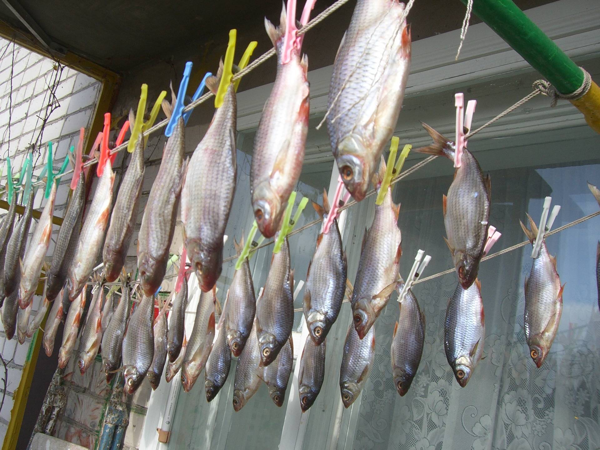 Как правильно хранить сушеную рыбу