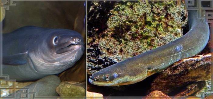 Угорь: описание рыбы, виды угрей, среда обитания, размножение