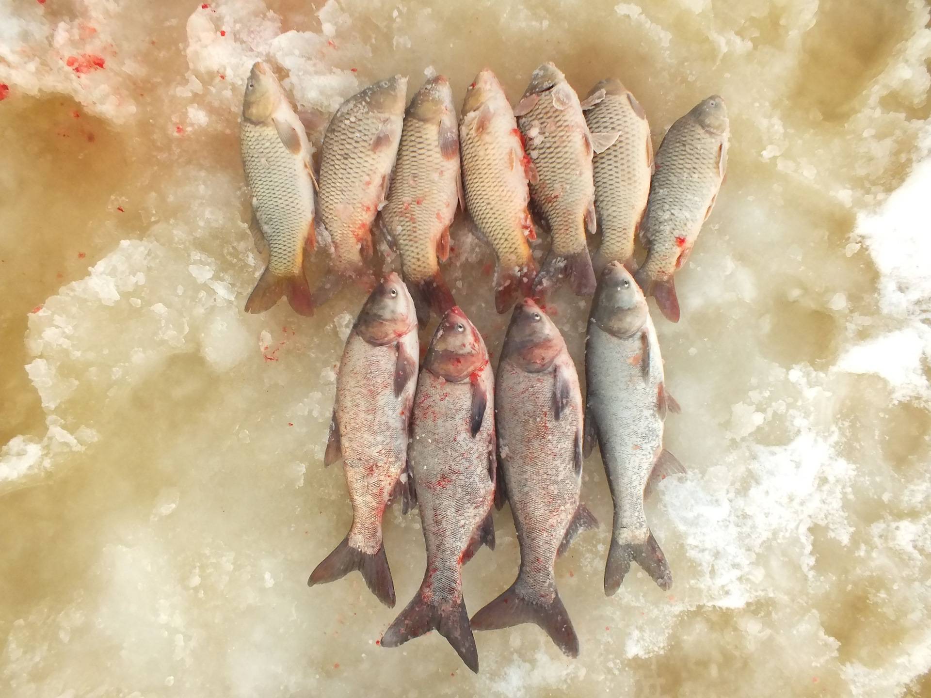 Рыбалка в егорьевском рыбхозе, в егорьевске 2020