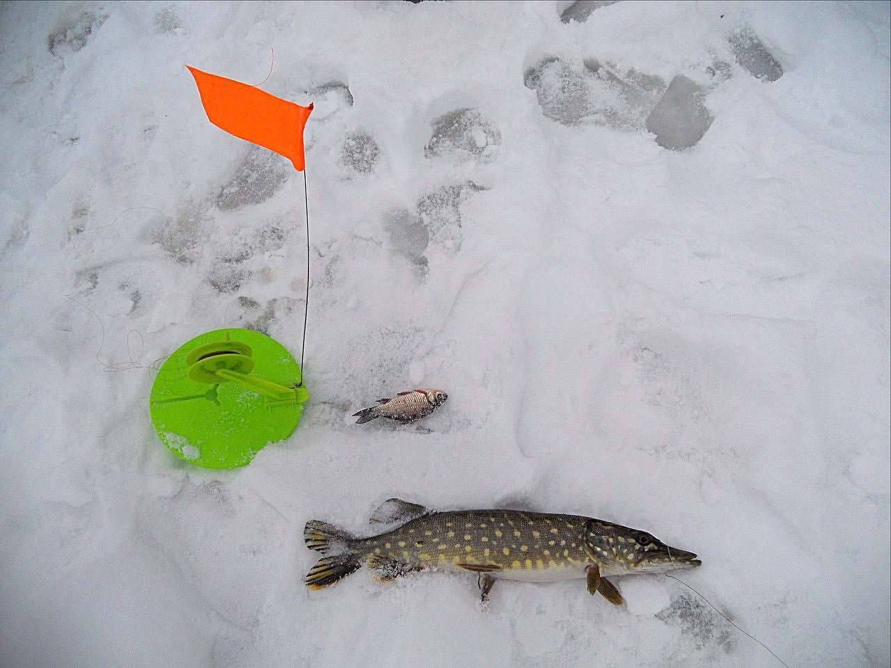 Ловля щуки ночью на жерлицу: особенности зимней рыбалки