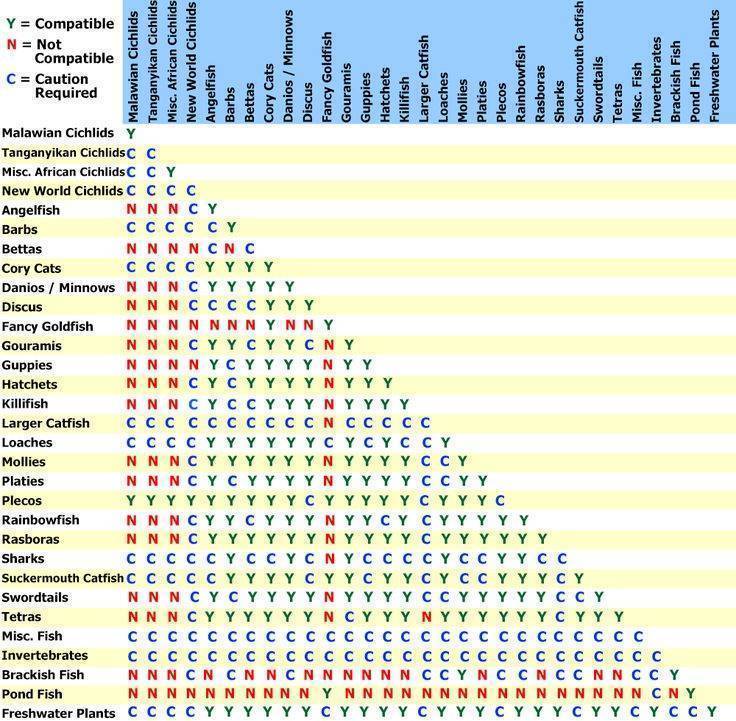 Аквариумные рыбки: виды, совместимость в аквариуме (таблица)