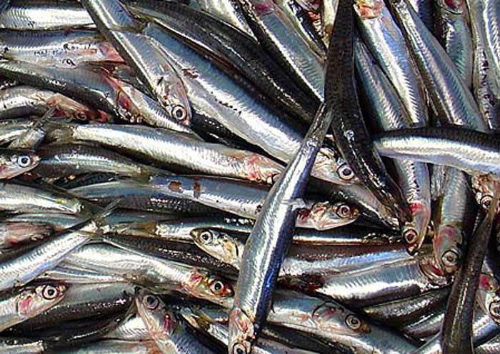 Что такое анчоусы и как они выглядят? - суперулов - интернет-портал о рыбалке