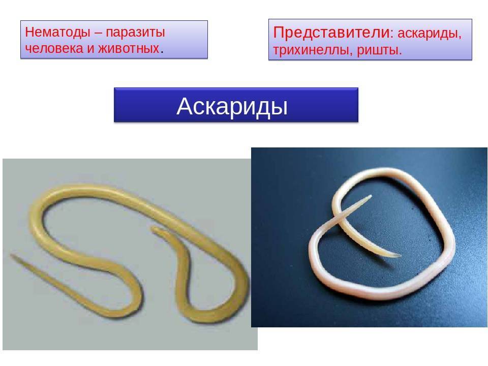 Круглые черви паразиты. Круглые паразитические черви нематоды. Круглые черви аскарида трихинелла. Круглые черви паразитические нематоды острицы.