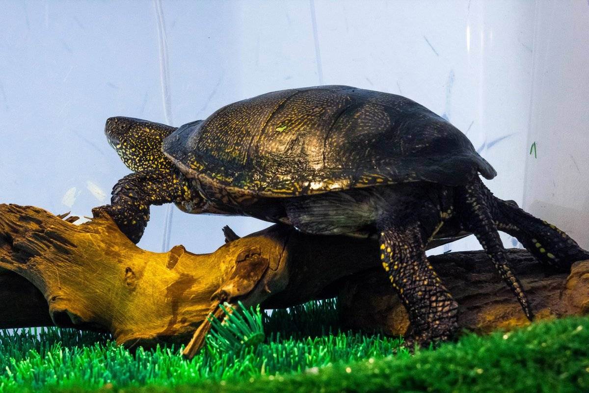 Болотная черепаха: как выглядит, где обитаем, чем питается и интересные факты (фото)