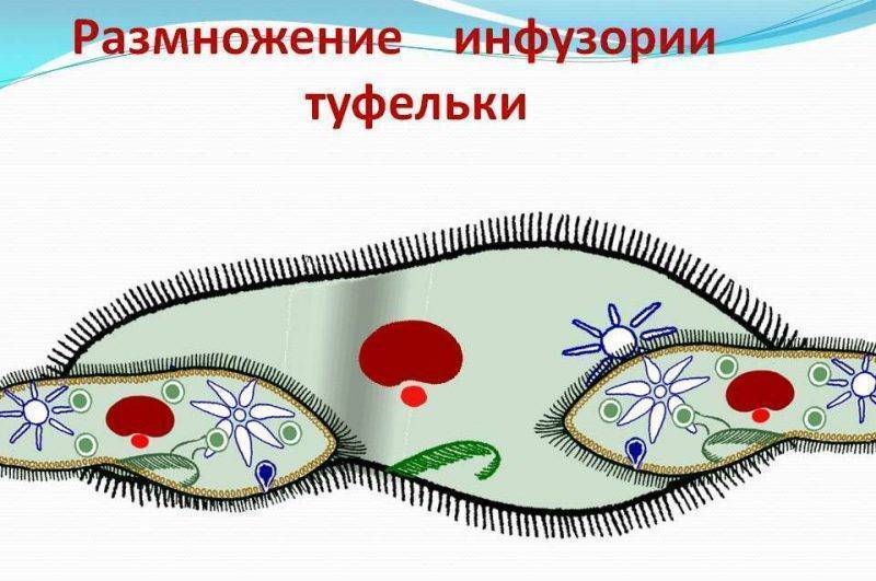 какое пищеварение у инфузории