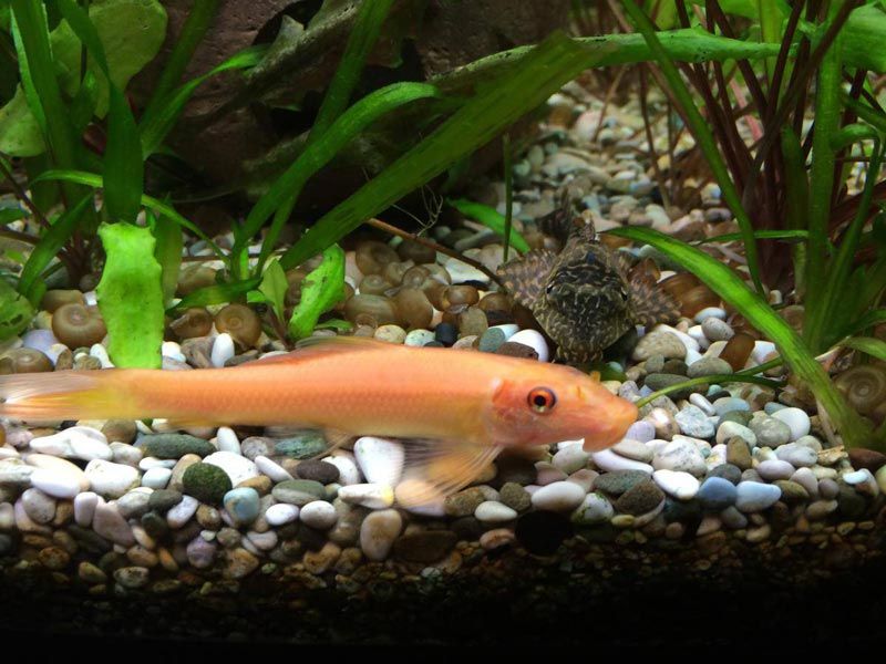 Неприхотливая рыбка — сиамский водорослеед