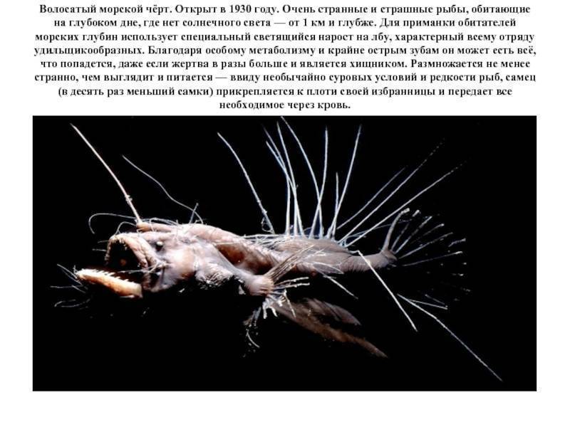 Самые глубоководные рыбы на земле: названия, описания, фото