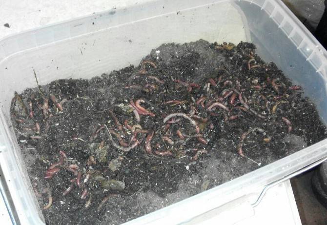Как хранить зимой червей живых. зимой на рыбалку с червями