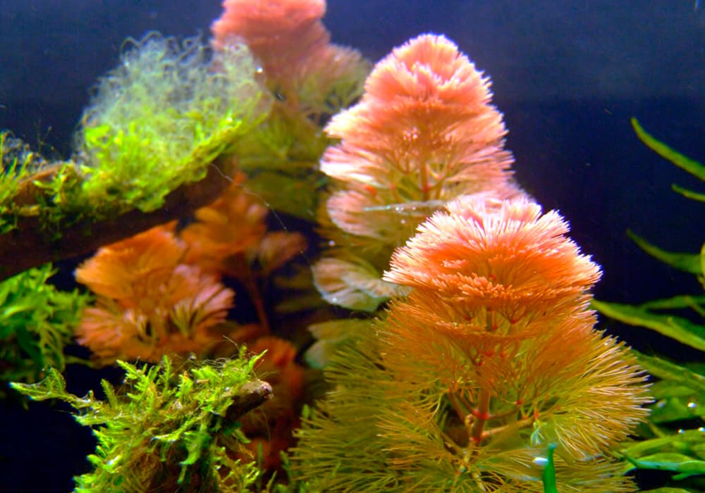 Кабомба - аквариумное растение, содержание, фото