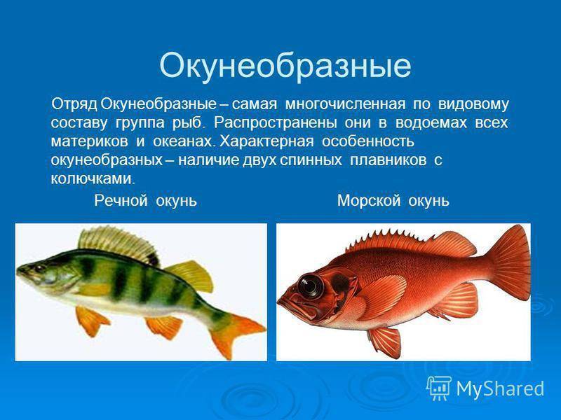 "ватная" болезнь у рыб