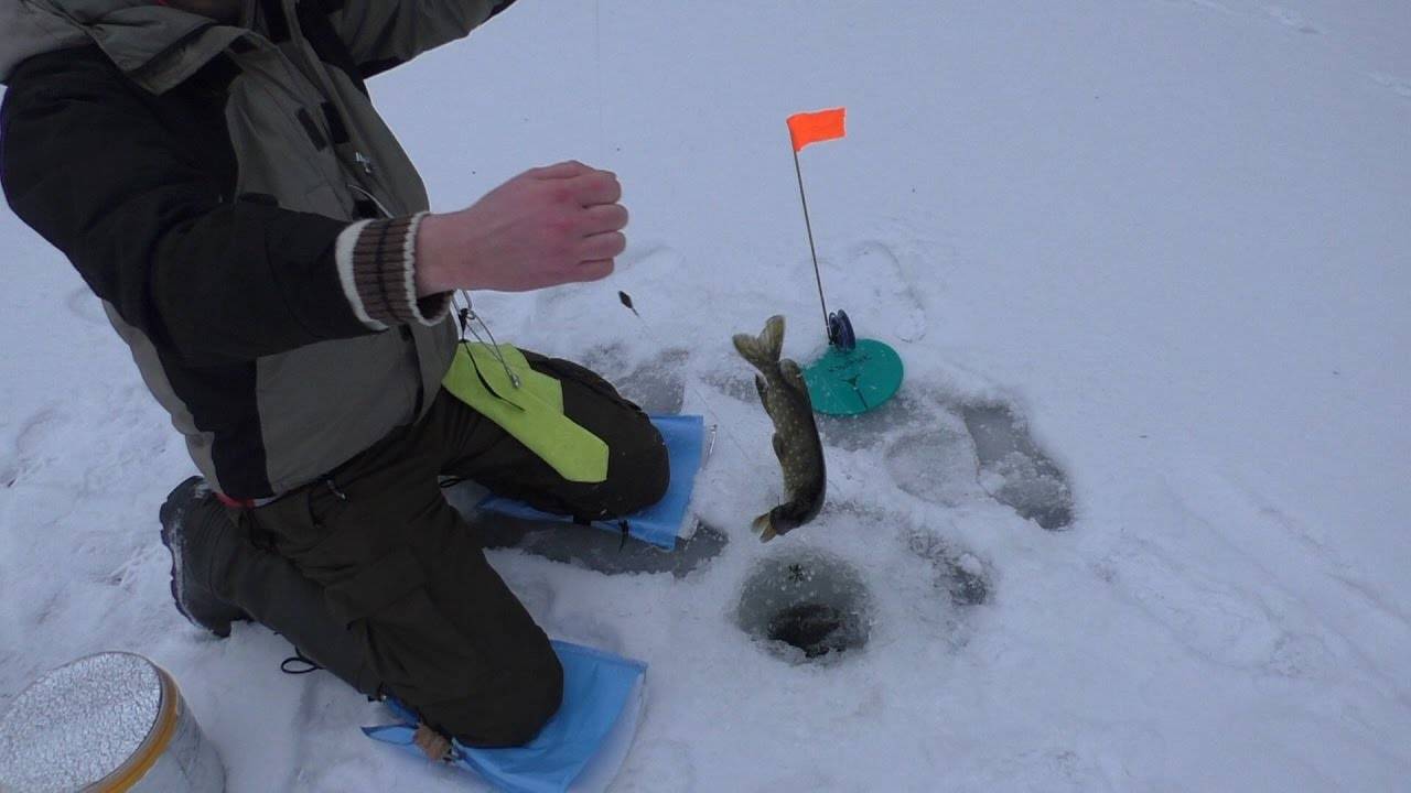 Ловля щуки зимой на живца: жерлицы и поплавочная ловля