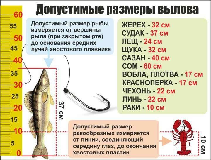 Рыбалка на рузском водохранилище - зима, лето, осень, весна: отзывы