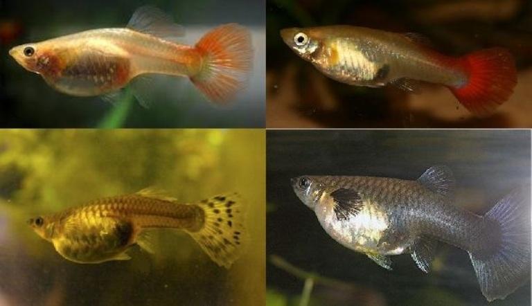 Рыбки гуппи: как размножаются в общем аквариуме, как понять то беременны