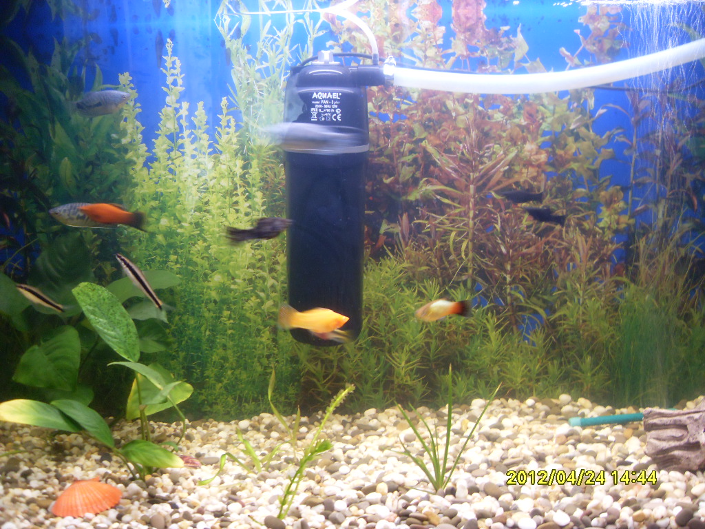 Мутная вода в аквариуме: причины и способы устранения проблемы