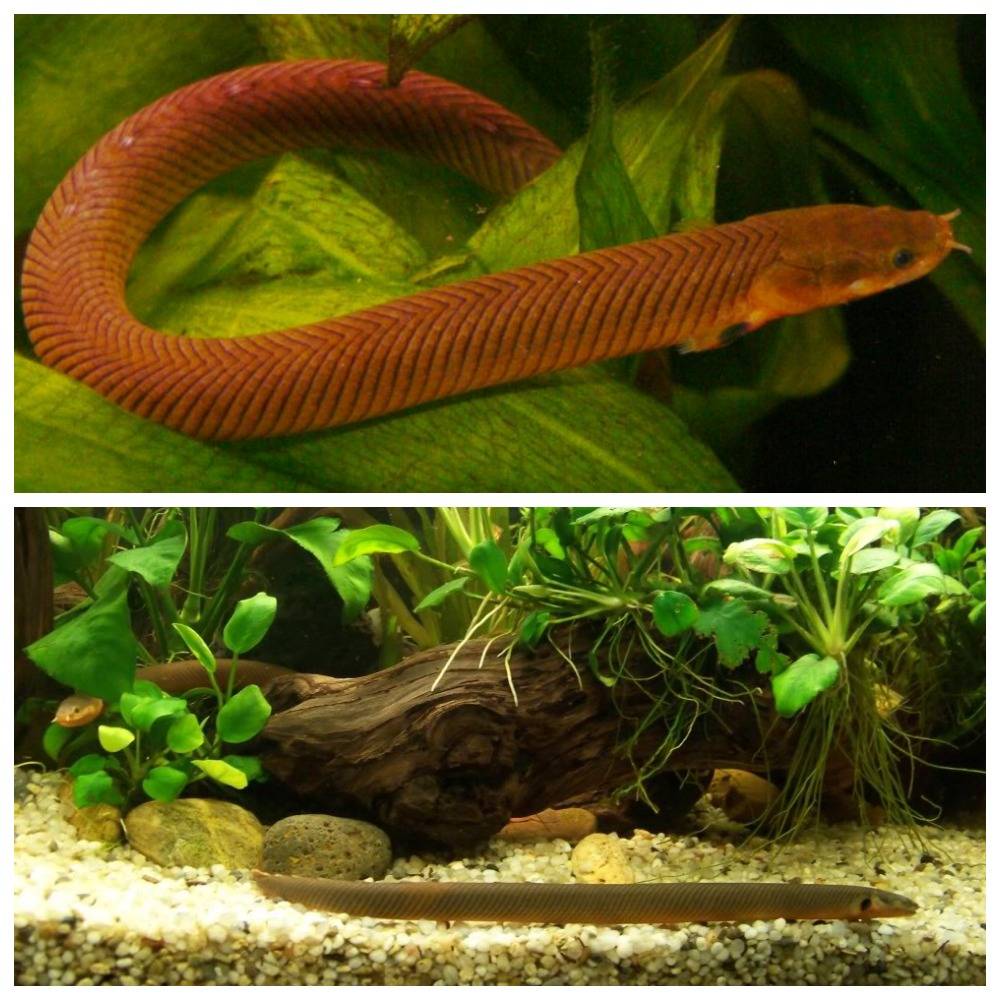 Калабарский каламоихт - рыба змея, фото, видео, содержание