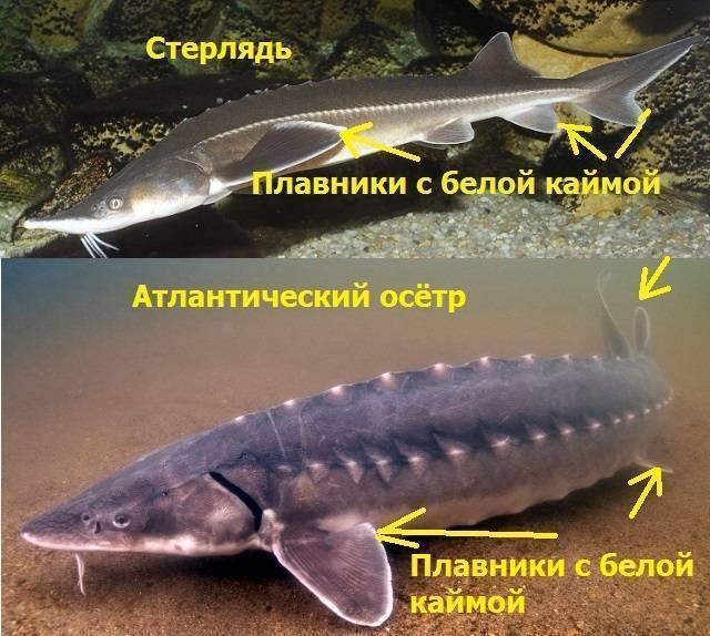 Осетр: где водится в россии (морская и речная рыба), сколько живет