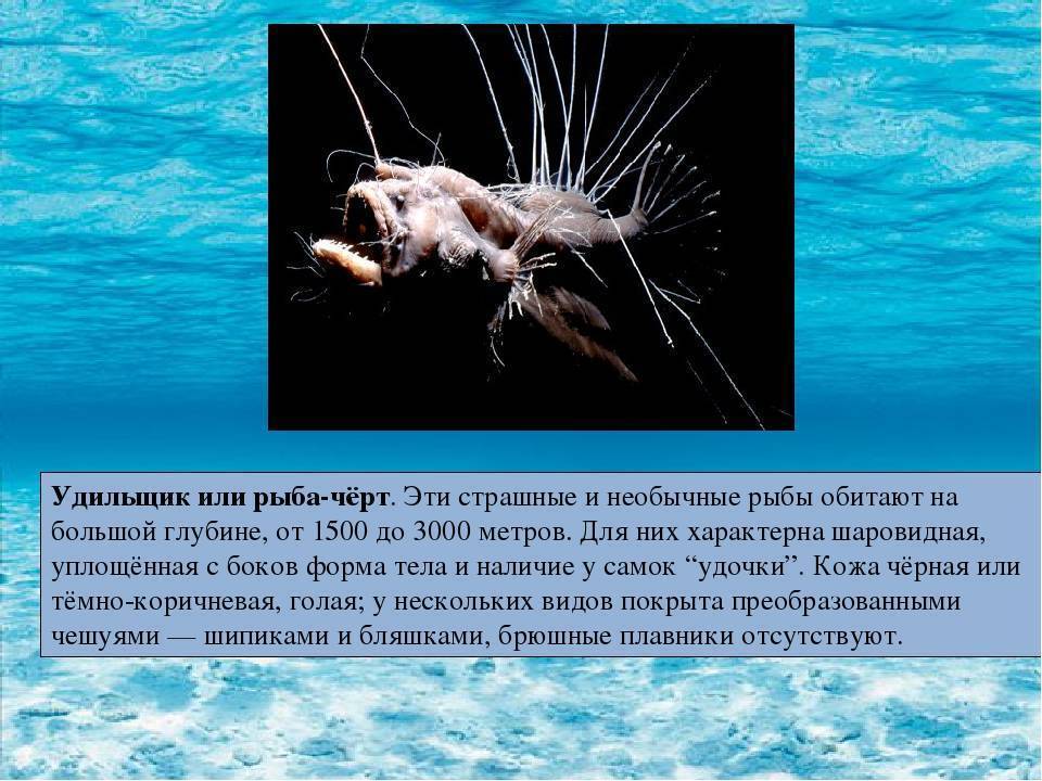 Рыба морской черт: описание рыбы-удильщика с фонариком на голове, фото