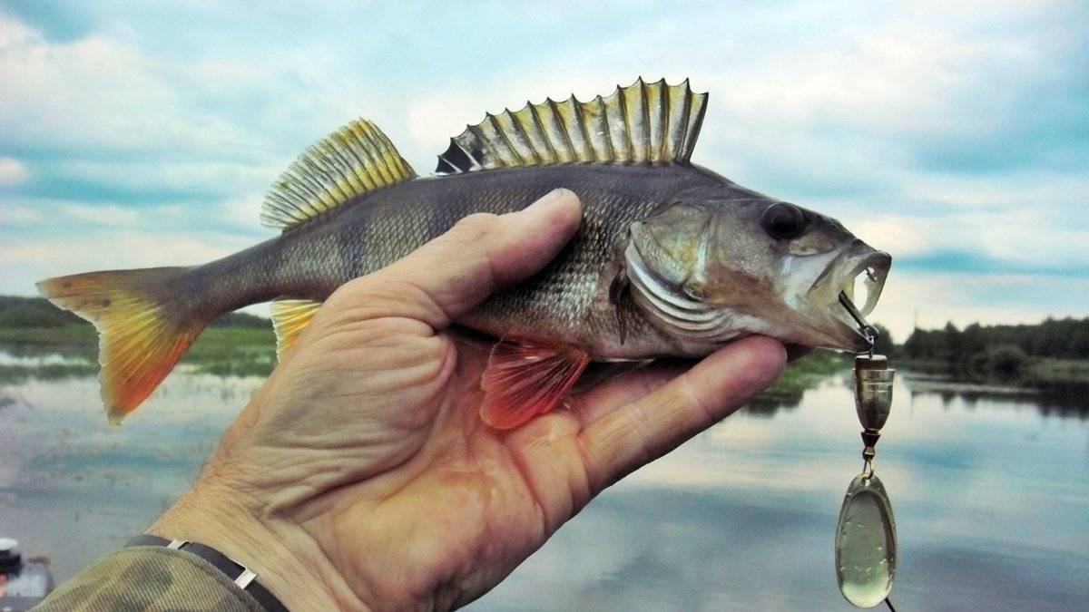 Как ловить окуня летом: на что и чем лучше рыбачить - лучшие снасти и приманки, видео