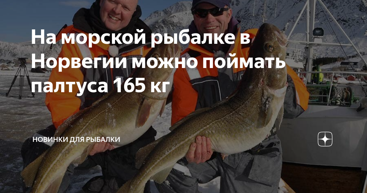 Рыбалка в териберке: выход в баренцево море на треску, ловля мойвы с берега, погода, аренда катера и карта глубин, а также где удачный лов в мае? блокнот туриста