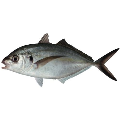 Рыба лакедра фото рецепты приготовления блюд