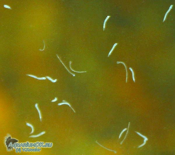 Нематоды (белые черви) в аквариуме: как избавиться, причины появления, методы лечения, борьбы