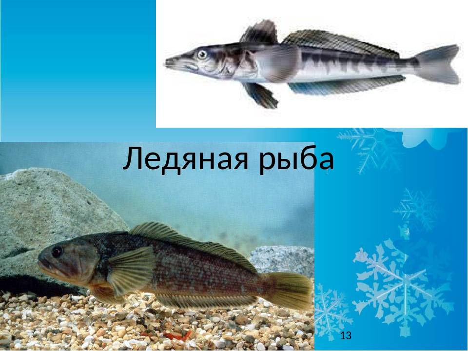 Рыба ледяная фото и описание где водится