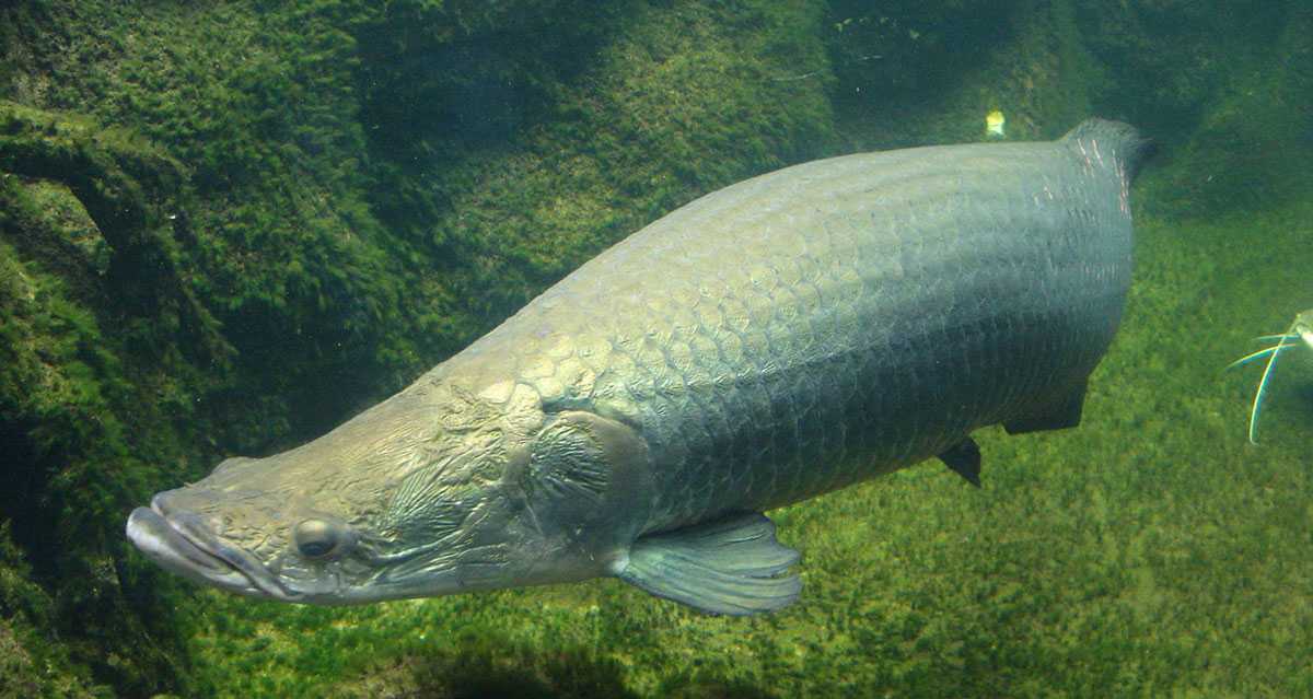 Арапайма (рыба): описание, среда обитания и фото