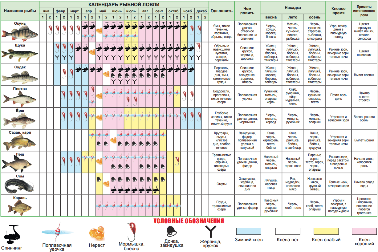 Какая рыба лучше. Таблица ловли рыбы по месяцам. Календарь для ловли рыбы рыболовный на 2021. Календарь клёва щуки на 2021. Таблица клева карася.