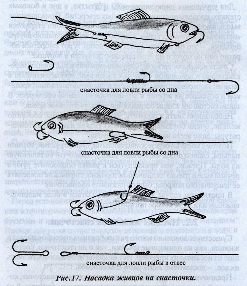 Способы лова. Методы крепления живца на щуку. Способы насаживания живца. Оснастка для ловли хищника на живца. Снасточка для живец на судака.