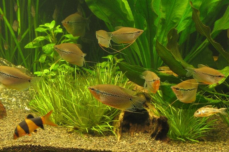 Гурами: фото, родина аквариумной рыбки, уход и содержание