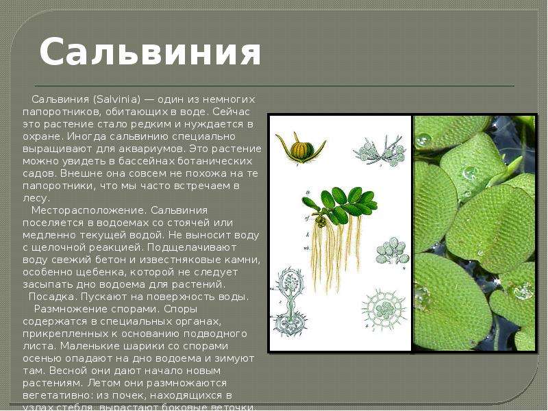 Растение сальвиния: содержание, удобрение, почему не растет, размножение
