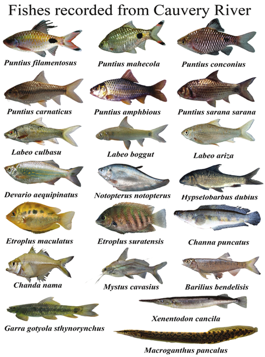 Виды черноморских рыб с фото и названиями