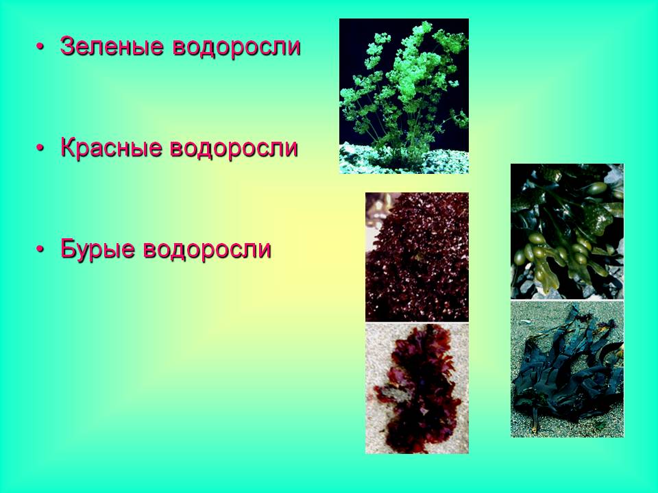 Сумчатые водоросли. Зеленые и бурые водоросли. Красные и зеленые водоросли. Красные водоросли и зелёные водоросли. Бурые водоросли и зеленые водоросли.