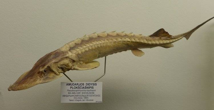 Рыба лопатонос: краткое описание, фото