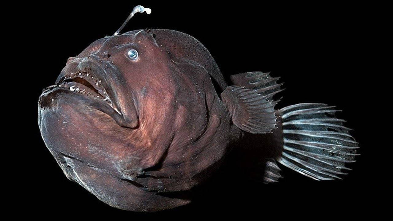 Рыба фонарь или рыба морской черт: описание и характеристика европейского удильщика