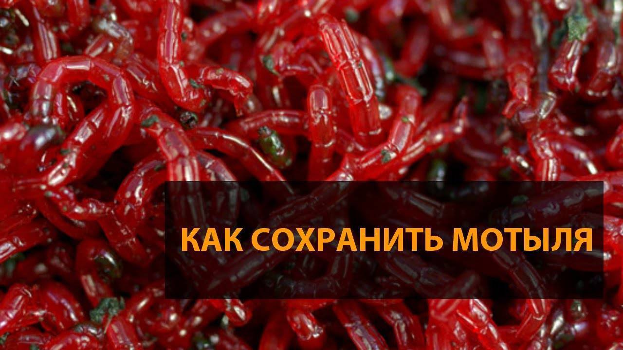 Как хранить мотыля в домашних условиях для рыбалки