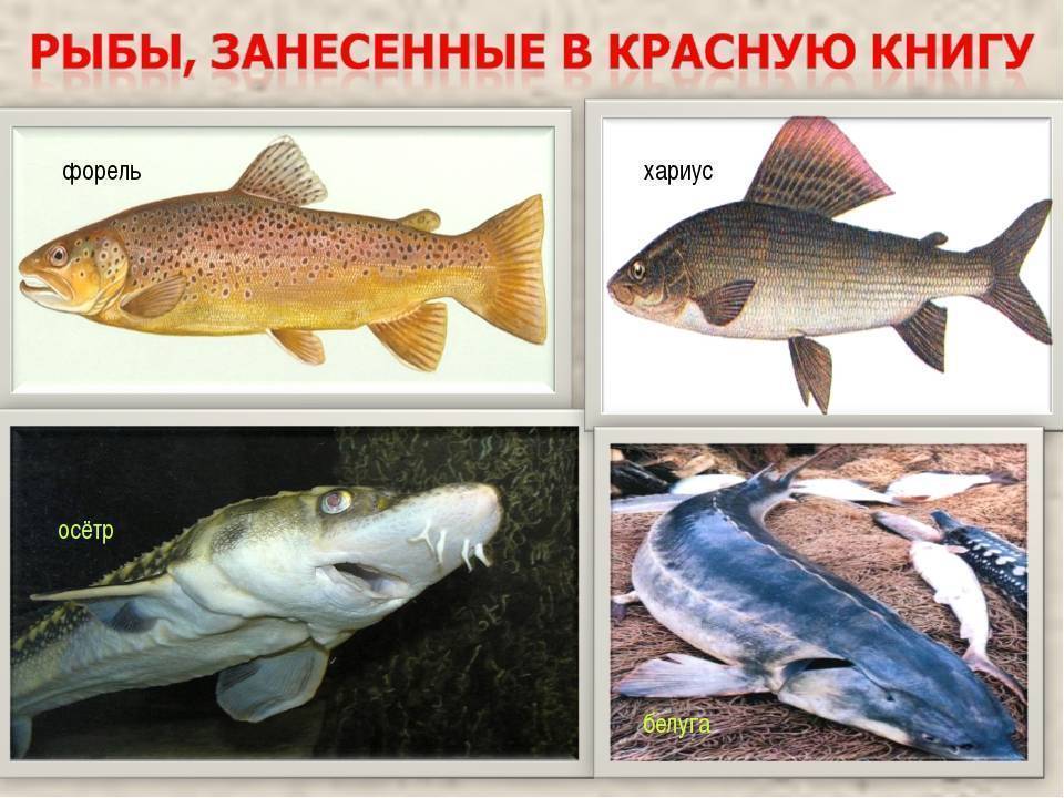 Красная книга удмуртии, животные: фото и описание