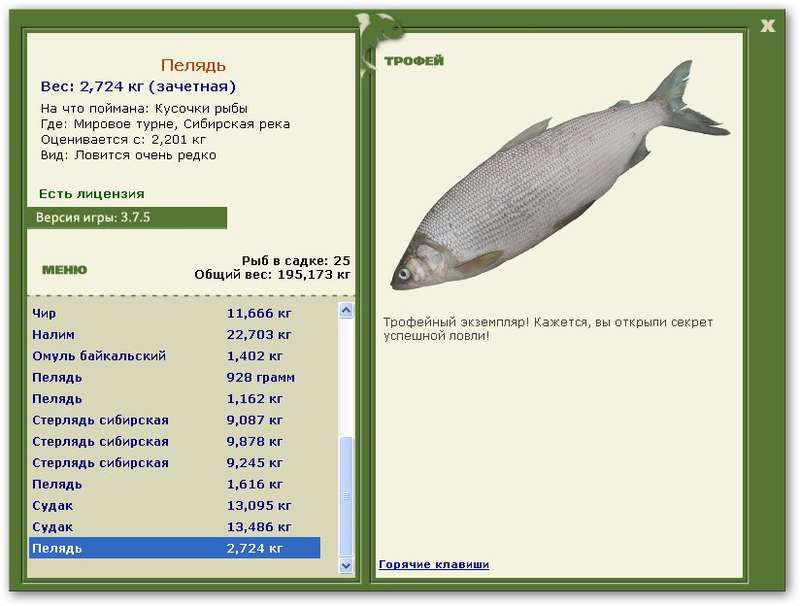 Рыба пелядь (сырок): характеристики, места и условия обитания, питание, нерест, ловля и выращивание