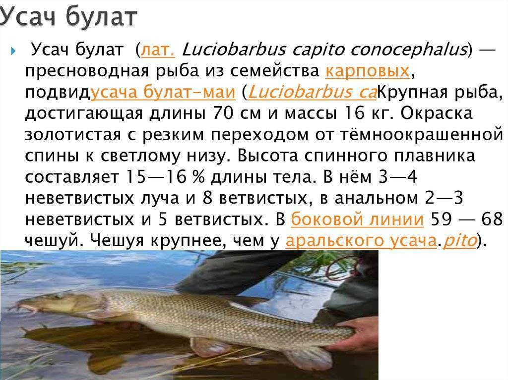 Жук усач - место обитания чем питается опасность для человека как избавиться видео