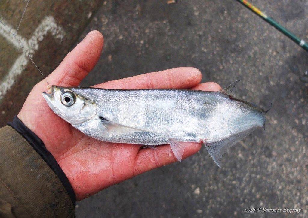 Чехонь - описание рыбы, фото, снасти и способы ловли чехони