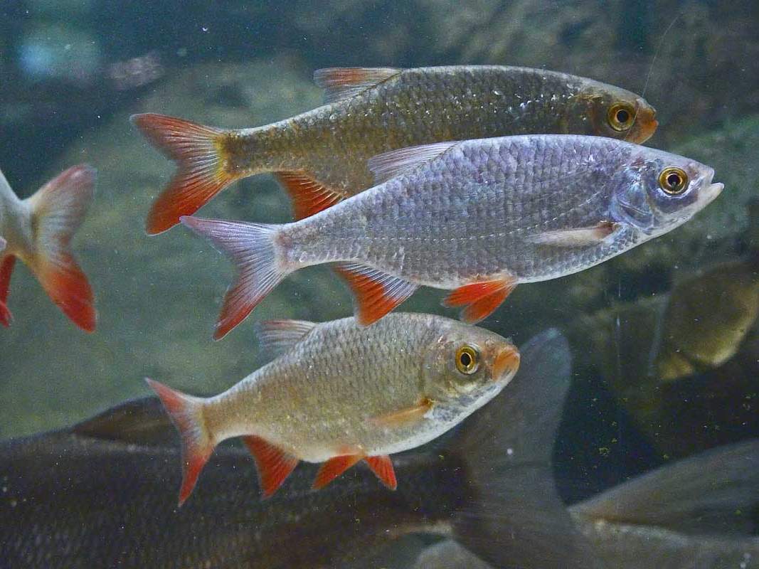 Рыба с красными плавниками (речная): как называется, где водится, виды