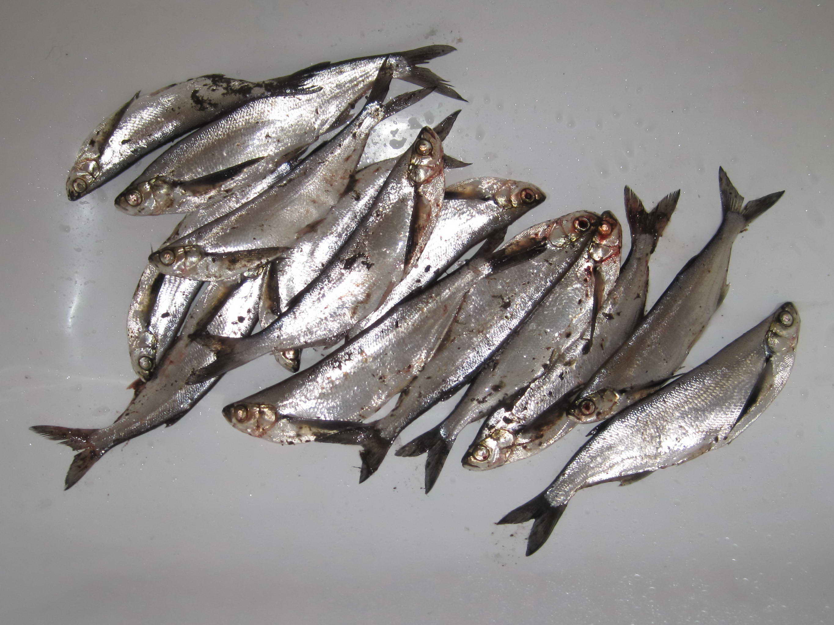 Как вялить плотву: рецепты вяленой рыбы, способы правильно завялить