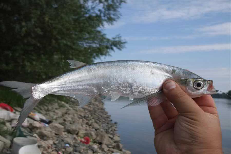 Описание рыбы чехонь: где водится, ее среда обитания