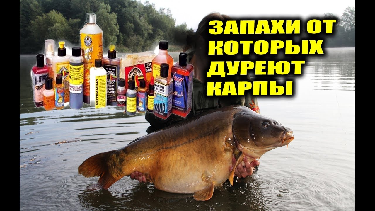 Какие запахи любит карась: лучшие ароматизаторы привлекающие рыбу для ловли в пруду и реке