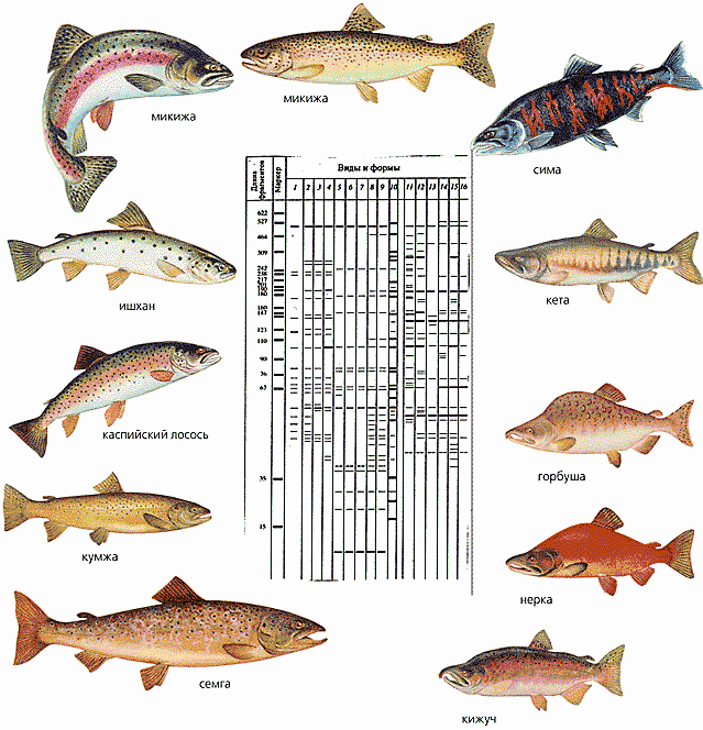Чем отличается лосось. Лосось Размеры. Как отличить форель от лосося. Отличие семги от лосося. Отличие лосося от семги и форели.