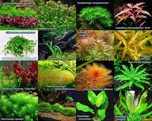 Аквариумные растения, каталог с фотографиями и названиями: живые, жестколистные, виды для аквариума с описанием для начинающих