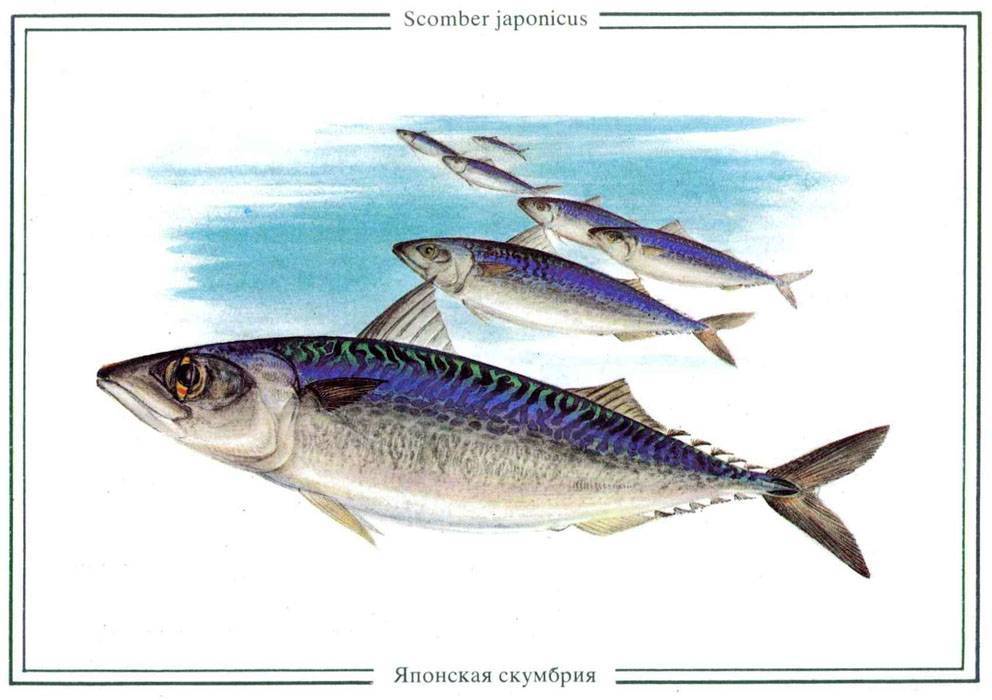 Скумбрия